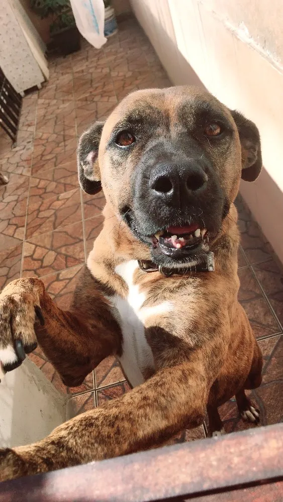 Cachorro ra a Box/vira lata  idade 6 ou mais anos nome Pandora 