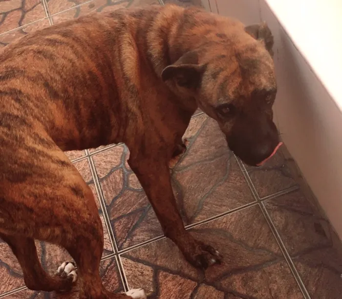 Cachorro ra a Box/vira lata  idade 6 ou mais anos nome Pandora 
