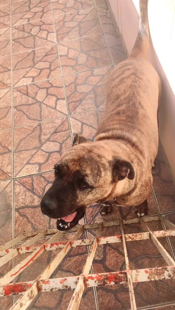 Cachorro ra a Box/vira lata  idade 6 ou mais anos nome Pandora 