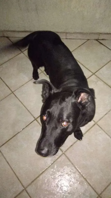 Cachorro raça Vira Lata idade 6 ou mais anos nome Zaion