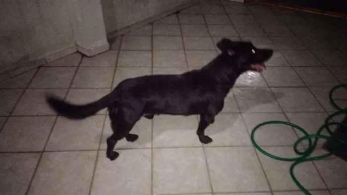 Cachorro raça Vira Lata idade 6 ou mais anos nome Zaion