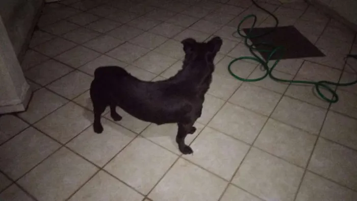 Cachorro raça Vira Lata idade 6 ou mais anos nome Zaion