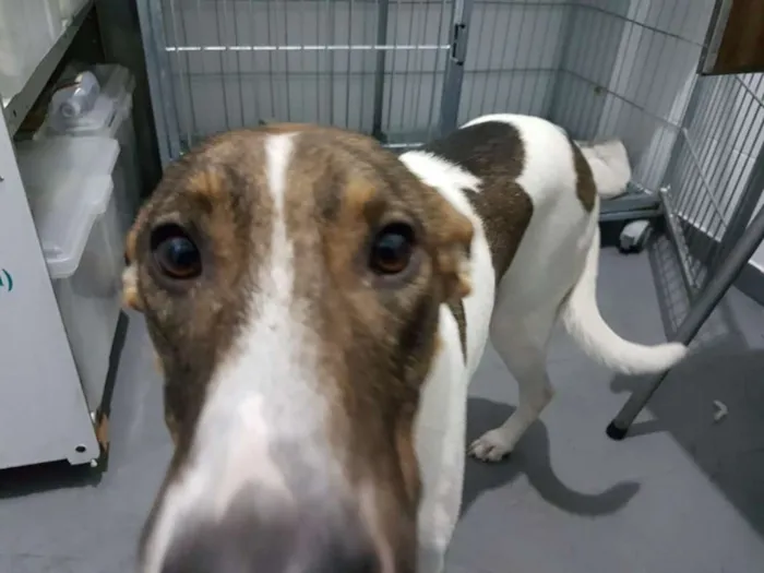 Cachorro ra a SRD idade 2 anos nome Vitória