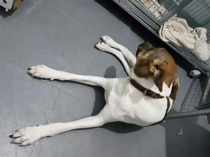 Cachorro ra a SRD idade 2 anos nome Vitória