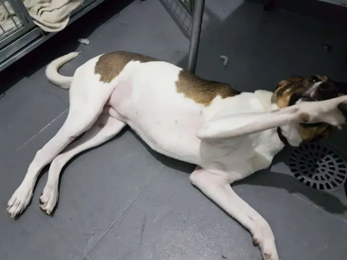 Cachorro ra a SRD idade 2 anos nome Vitória