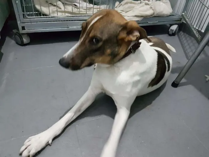 Cachorro ra a SRD idade 2 anos nome Vitória