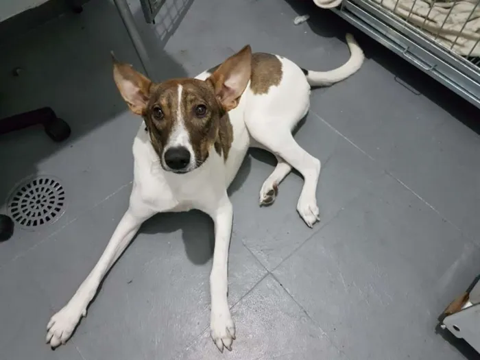 Cachorro ra a SRD idade 2 anos nome Vitória