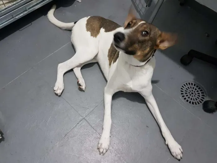 Cachorro ra a SRD idade 2 anos nome Vitória