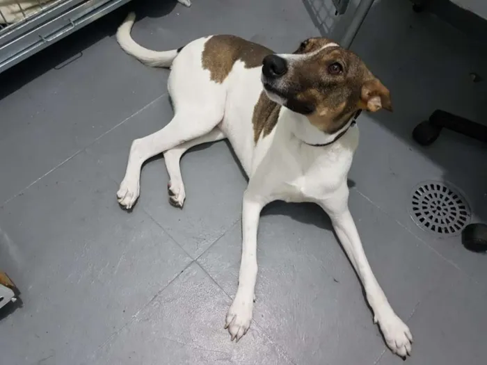 Cachorro ra a SRD idade 2 anos nome Vitória