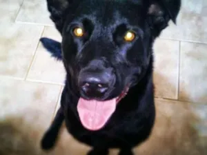 Cachorro raça Vira Lata idade 6 ou mais anos nome Zaion
