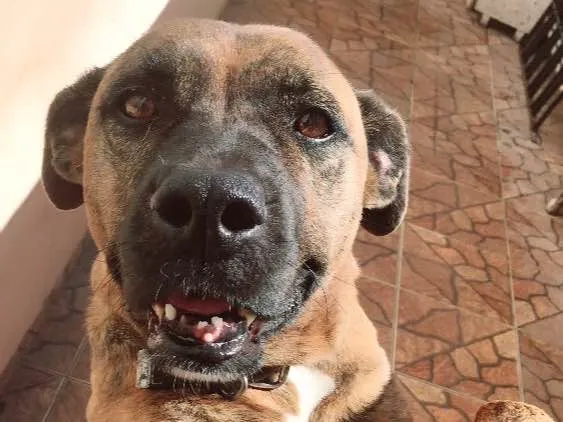 Cachorro ra a Box/vira lata  idade 6 ou mais anos nome Pandora 