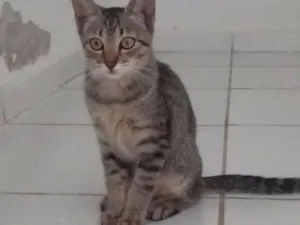 Gato raça SRD idade 2 a 6 meses nome  Sem nome