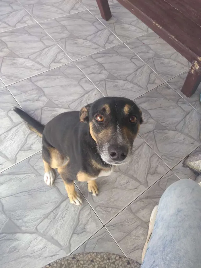 Cachorro ra a Não tem raça idade 2 anos nome Trovão