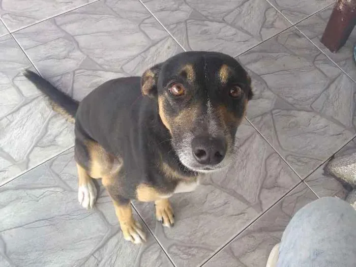 Cachorro ra a Não tem raça idade 2 anos nome Trovão