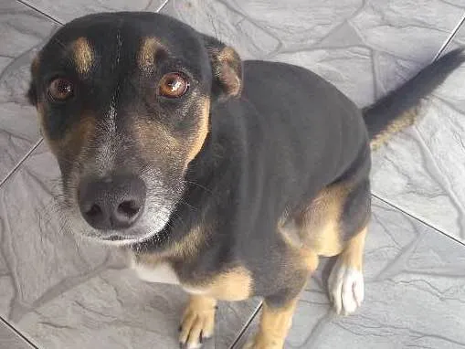 Cachorro ra a Não tem raça idade 2 anos nome Trovão