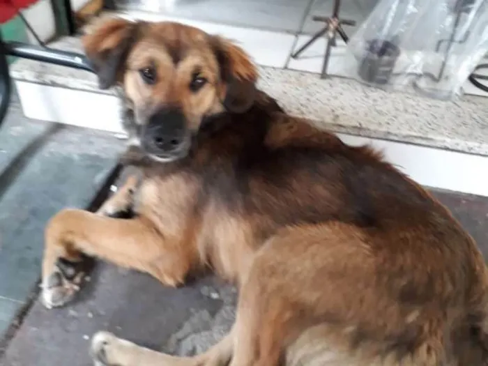 Cachorro ra a SRD idade 1 ano nome Alemão