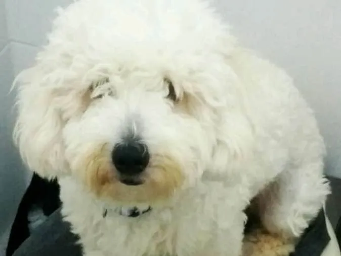 Cachorro ra a SRD idade 1 ano nome Wisky