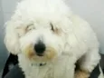 Wisky