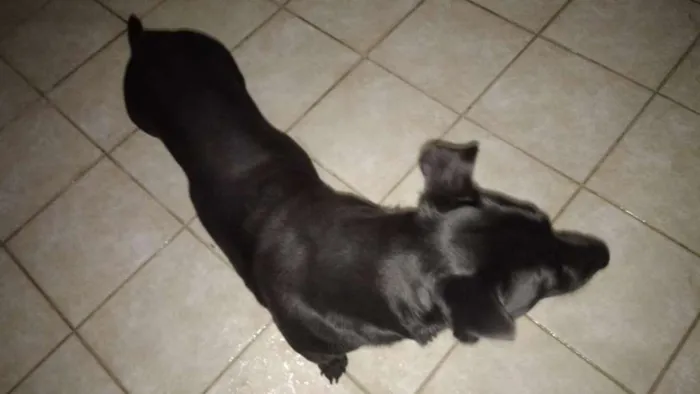 Cachorro raça Vira Lata idade 6 ou mais anos nome Zaion