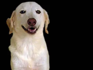 Cachorro raça Labrador idade 7 a 11 meses nome DUQUE