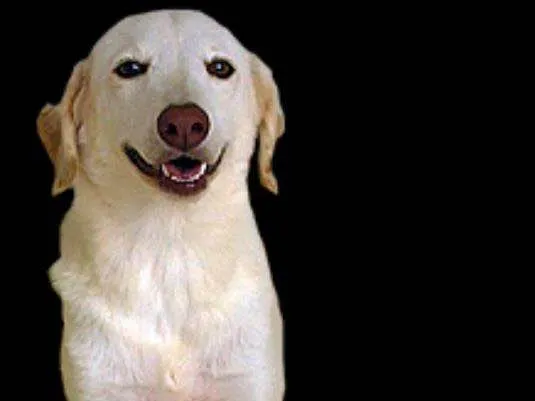 Cachorro ra a Labrador idade 7 a 11 meses nome DUQUE