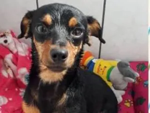 Cachorro raça Vira lata  idade 2 a 6 meses nome Stella