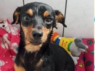 Cachorro ra a Vira lata  idade 2 a 6 meses nome Stella