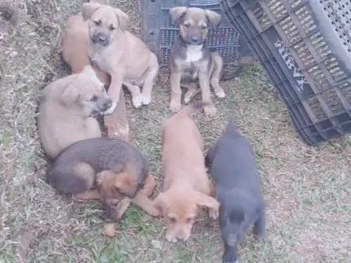 Cachorro ra a Srd idade Abaixo de 2 meses nome Sem nomes