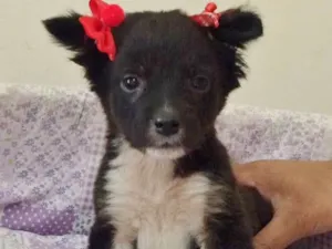Cachorro raça SRD idade Abaixo de 2 meses nome LUA