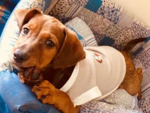 Cachorro raça SRD idade 2 a 6 meses nome PIMENTINHA