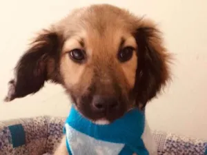 Cachorro raça SRD idade 2 a 6 meses nome URSINHO