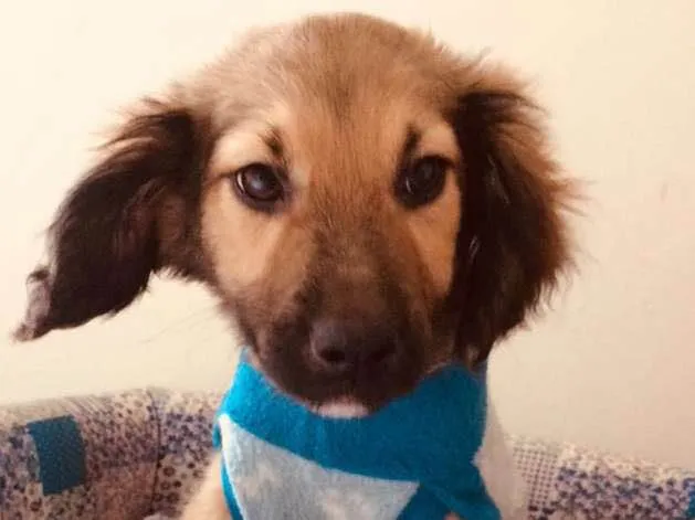Cachorro ra a SRD idade 2 a 6 meses nome URSINHO