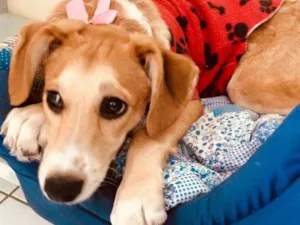 Cachorro raça SRD idade 2 a 6 meses nome LILICA