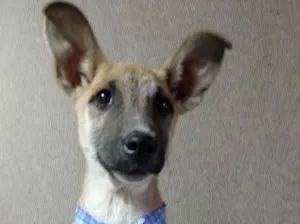 Cachorro raça SRD idade 2 a 6 meses nome Caramelo