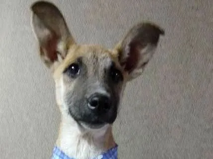 Cachorro ra a SRD idade 2 a 6 meses nome Caramelo