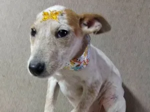 Cachorro raça SRD idade 2 a 6 meses nome Branca