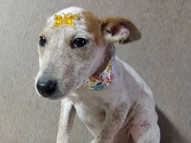 Cachorro ra a SRD idade 2 a 6 meses nome Branca