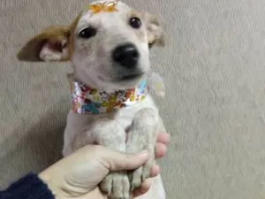 Cachorro raça SRD idade 2 a 6 meses nome Branca e Caramelo
