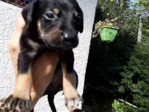 Cachorro raça SRD idade Abaixo de 2 meses nome Lilica