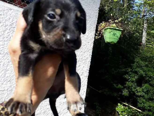 Cachorro ra a SRD idade Abaixo de 2 meses nome Lilica