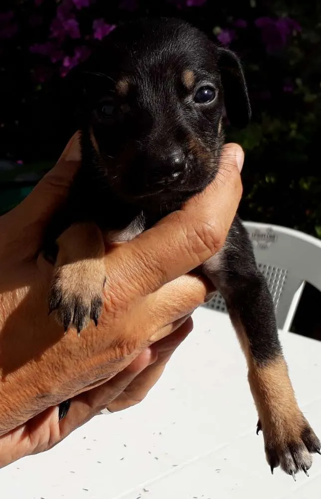 Cachorro ra a SRD idade Abaixo de 2 meses nome Lilica