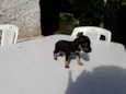 Lilica