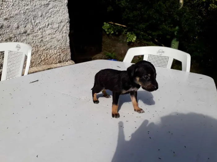 Cachorro ra a SRD idade Abaixo de 2 meses nome Lilica