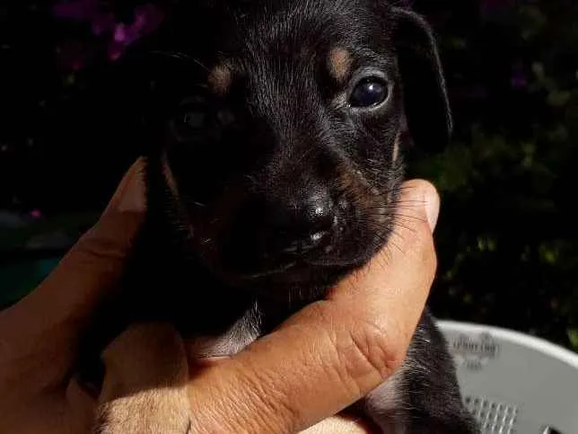 Cachorro ra a SRD idade Abaixo de 2 meses nome Lilica