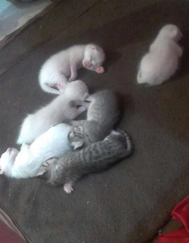 Gato raça  idade Abaixo de 2 meses nome Gatinhos