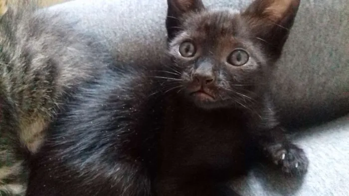 Gato ra a  idade 7 a 11 meses nome Bebel