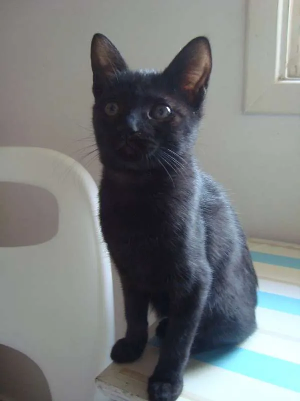 Gato ra a  idade 7 a 11 meses nome Bebel