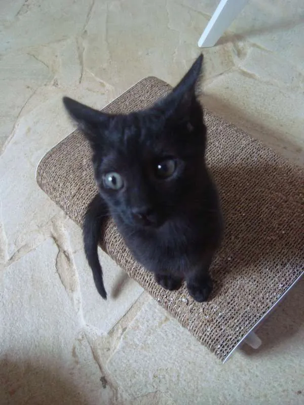 Gato ra a  idade 7 a 11 meses nome Bebel
