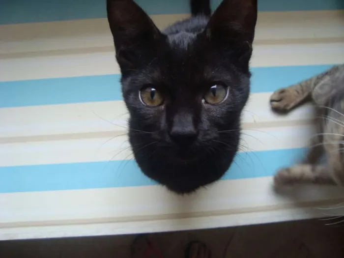 Gato ra a  idade 7 a 11 meses nome Bebel