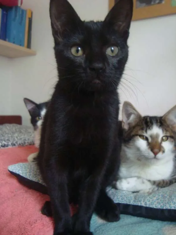 Gato ra a  idade 7 a 11 meses nome Bebel